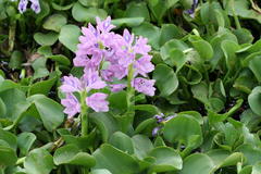 Eichhornia crassipes